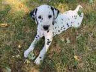 Dalmatian Puppy for sale in Chicago, IL, USA