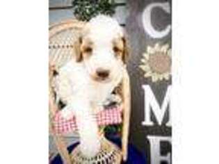 Goldendoodle Puppy for sale in Albany, GA, USA