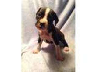 Boxer Puppy for sale in Wytheville, VA, USA