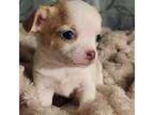 Chihuahua Puppy for sale in Adamsville, TN, USA