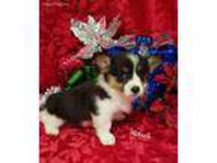 Pembroke Welsh Corgi Puppy for sale in Shady Point, OK, USA