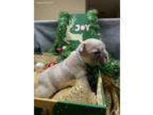 French Bulldog Puppy for sale in Mc Rae, GA, USA