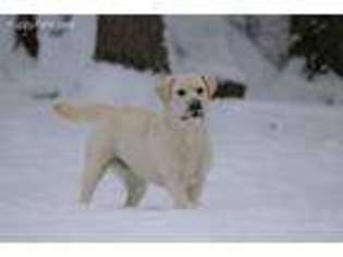 Labrador Retriever Puppy for sale in Asheville, NC, USA