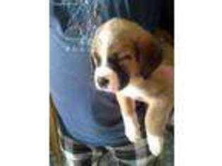 Saint Bernard Puppy for sale in Hereford, TX, USA