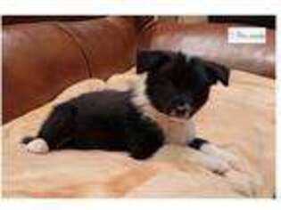 Border Collie Puppy for sale in Ann Arbor, MI, USA