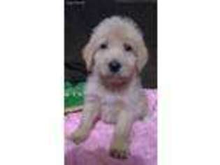 Labradoodle Puppy for sale in Bonifay, FL, USA