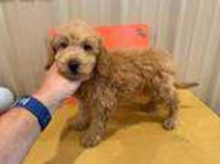 Goldendoodle Puppy for sale in Yorktown, IN, USA