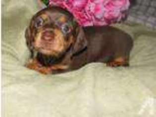 Dachshund Puppy for sale in FALLBROOK, CA, USA