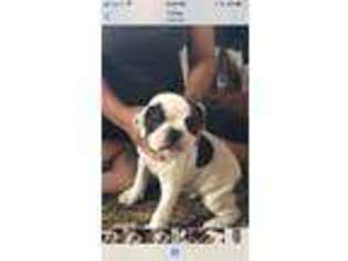 Olde English Bulldogge Puppy for sale in Ewa Beach, HI, USA