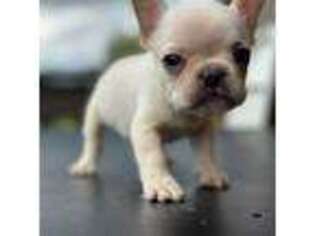 French Bulldog Puppy for sale in Divide, CO, USA