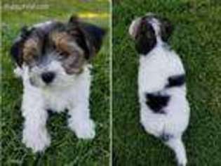 Biewer Terrier Puppy for sale in Temecula, CA, USA