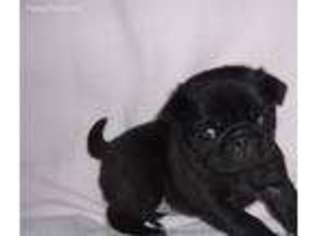 Pug Puppy for sale in Deshler, OH, USA