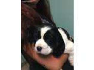 English Springer Spaniel Puppy for sale in Batavia, OH, USA