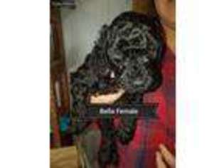 Mutt Puppy for sale in Advance, NC, USA