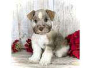 Mutt Puppy for sale in Weston, ID, USA