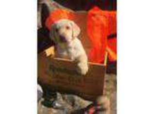 Labrador Retriever Puppy for sale in Townville, SC, USA