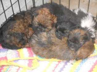 Shorkie Tzu Puppy for sale in Freehold, NY, USA