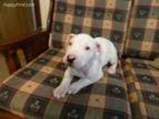 Dogo Argentino Puppy for sale in Wirtz, VA, USA