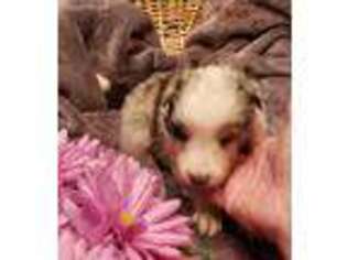 Shetland Sheepdog Puppy for sale in Cullowhee, NC, USA