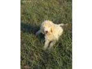 Goldendoodle Puppy for sale in Mexico, MO, USA