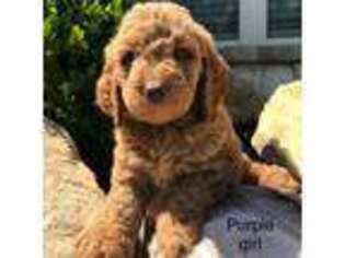 Goldendoodle Puppy for sale in The Colony, TX, USA