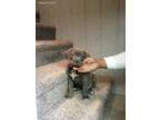 Cane Corso Puppy for sale in Denver, CO, USA