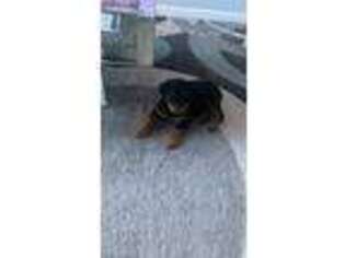 Rottweiler Puppy for sale in White Plains, NY, USA
