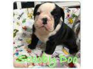 Olde English Bulldogge Puppy for sale in New Castle, DE, USA