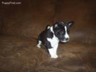Basenji Puppy for sale in Salina, UT, USA