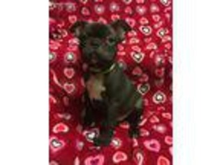French Bulldog Puppy for sale in Lagro, IN, USA