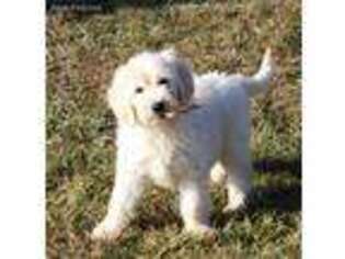 Goldendoodle Puppy for sale in Winchester, VA, USA