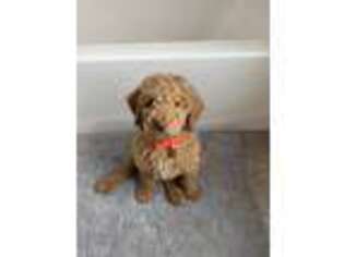 Goldendoodle Puppy for sale in Monticello, NY, USA