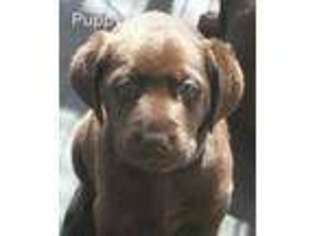 Labrador Retriever Puppy for sale in Mount Vernon, OR, USA
