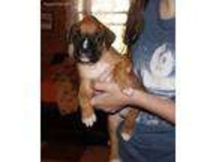 Boxer Puppy for sale in Carrollton, MO, USA