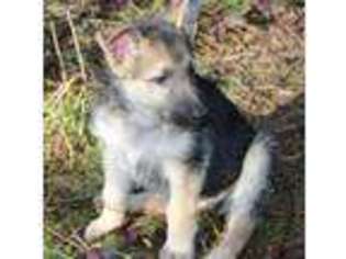 German Shepherd Dog Puppy for sale in Oakville, WA, USA