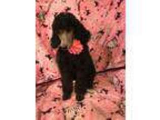 Mutt Puppy for sale in Hagaman, NY, USA