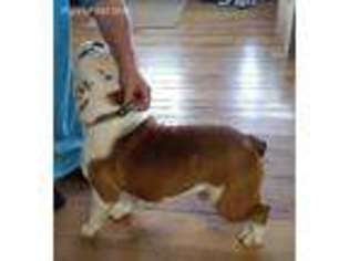 American Bulldog Puppy for sale in Boonsboro, MD, USA