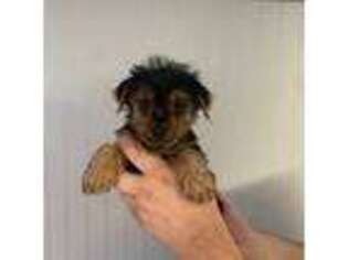 Yorkshire Terrier Puppy for sale in Waynesboro, VA, USA