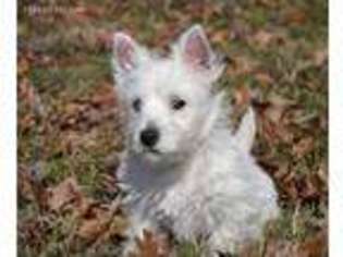 West Highland White Terrier Puppy for sale in Roland, AR, USA
