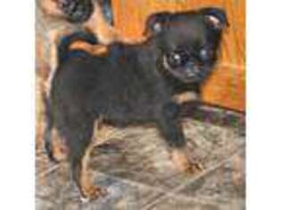 Brussels Griffon Puppy for sale in Osceola, IA, USA