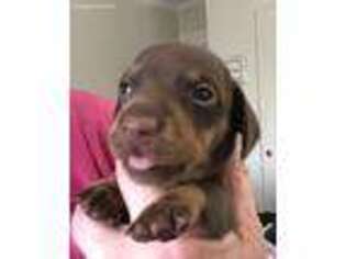 Dachshund Puppy for sale in Rancho Cucamonga, CA, USA