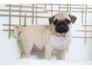 Pug Puppy for sale in Baltimore, MD, USA