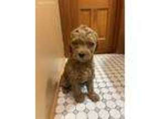 Goldendoodle Puppy for sale in Gibbon, MN, USA