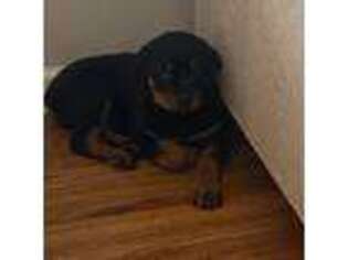 Rottweiler Puppy for sale in Homewood, IL, USA