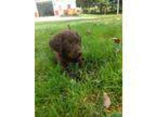 Labradoodle Puppy for sale in East Rochester, OH, USA