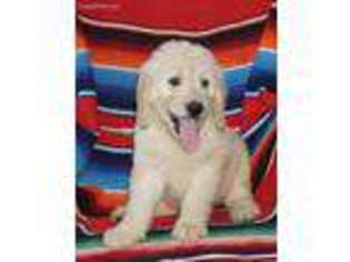 Goldendoodle Puppy for sale in Keene, TX, USA
