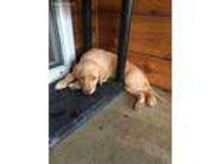 Labradoodle Puppy for sale in Findlay, OH, USA