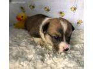 Pembroke Welsh Corgi Puppy for sale in Parsons, KS, USA