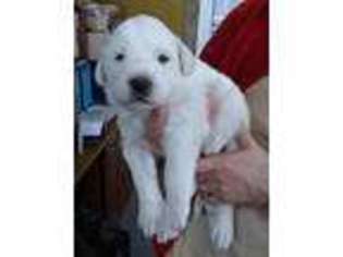 Great Pyrenees Puppy for sale in Redfield, IA, USA