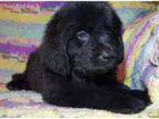Newfoundland Puppy for sale in Dolores, CO, USA